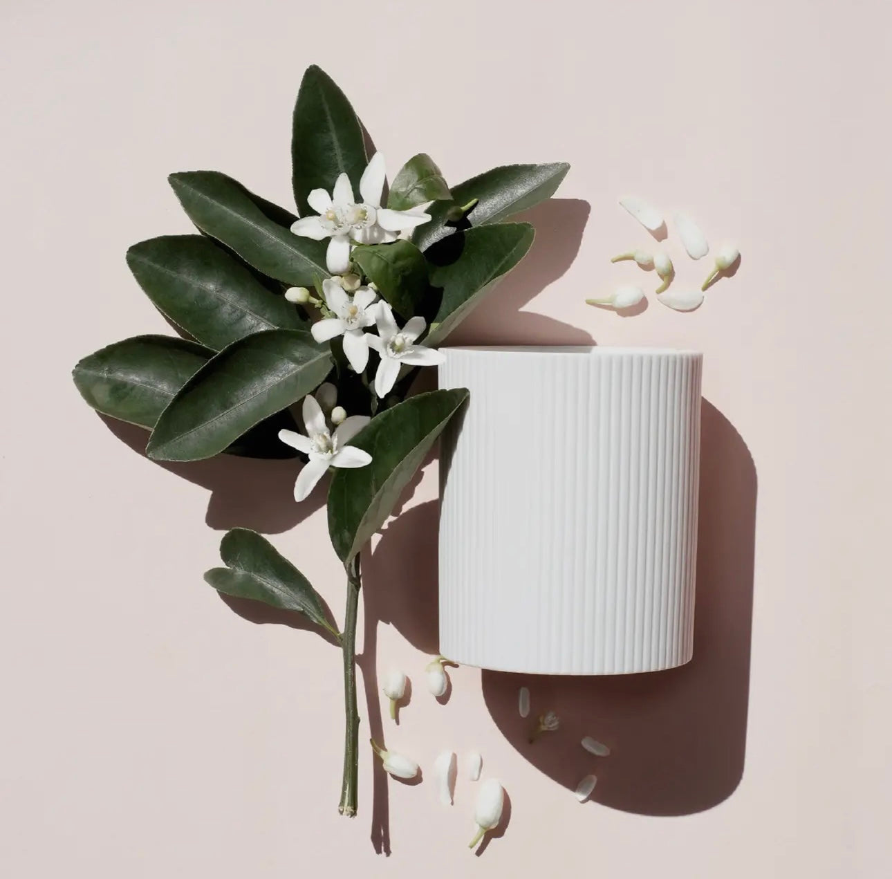 Alex Simone scented candle - Neroli Riviera