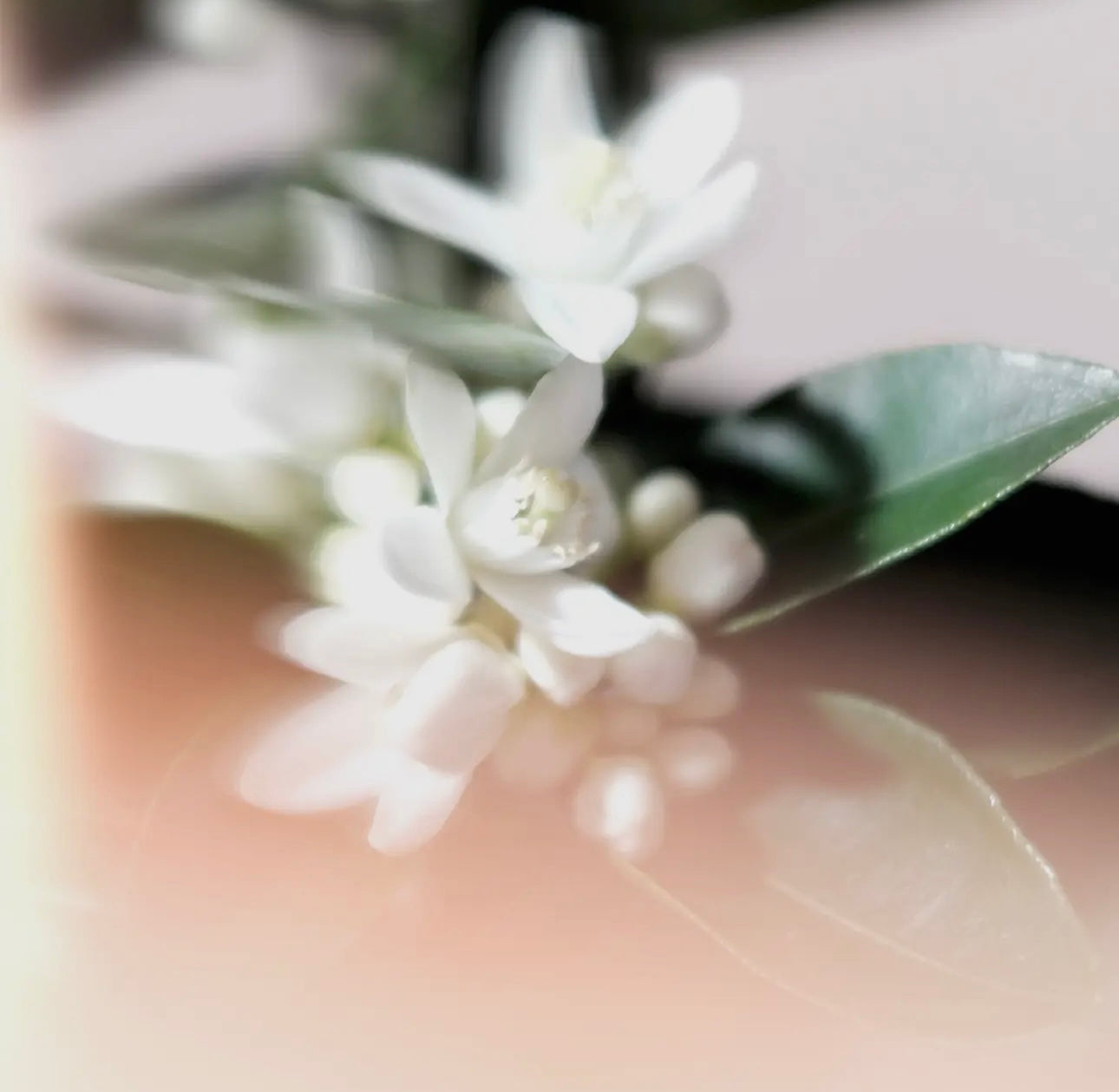 Alex Simone gift box - Neroli Riviera